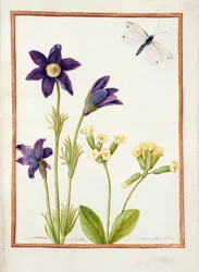 PD.126-1973f.23アネモネパルサティラ、プリムラベリス、キャベツホワイトバタフライ、c.1750（ベラクルスのトイレットとガッシュ）